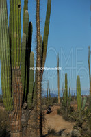 1X_2025_SCORE_BAJA1000_GETSOMEPHOTO_58648