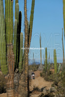 1X_2025_SCORE_BAJA1000_GETSOMEPHOTO_58651